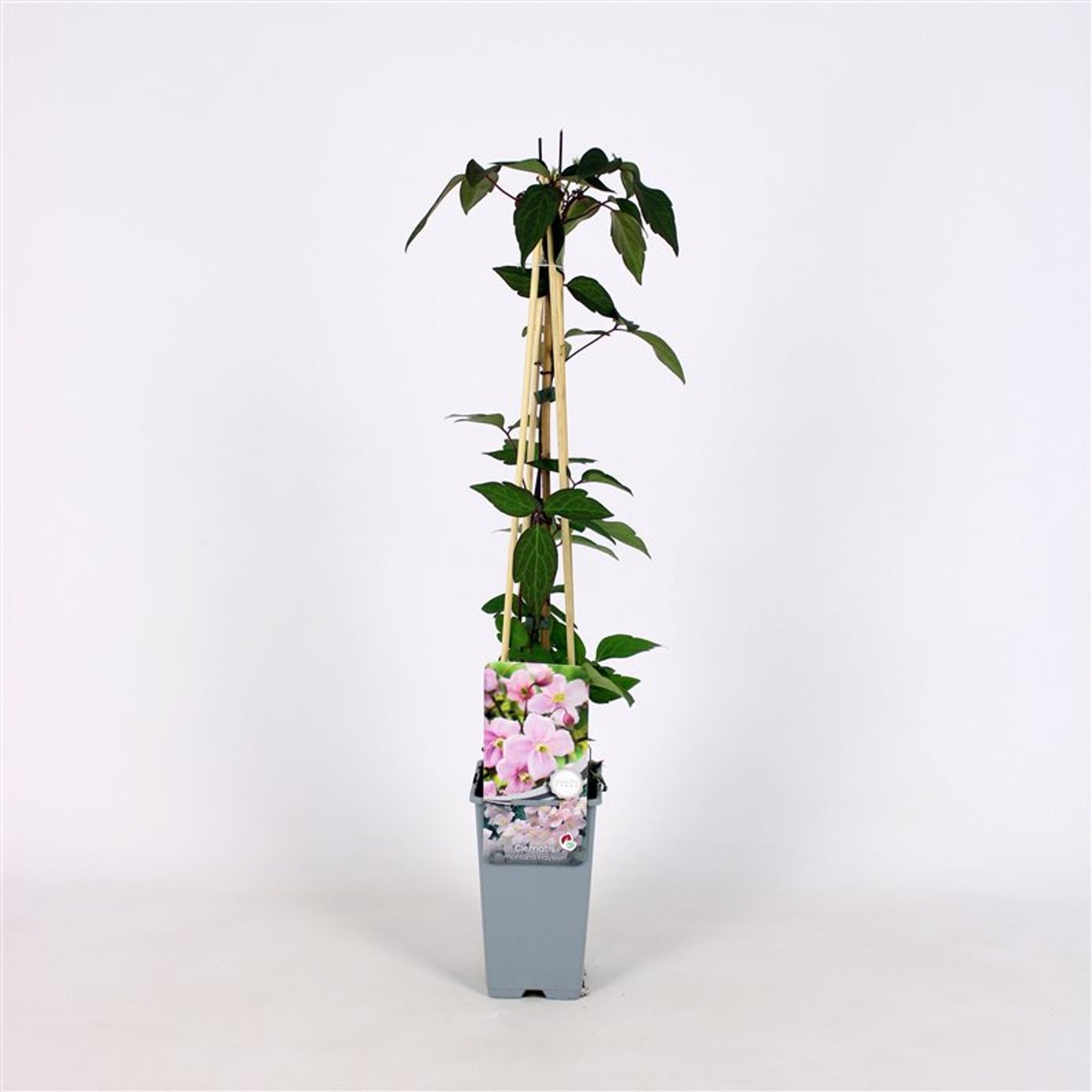 Klematis – Clematis 'Mayleen' - C2 70/+ CM